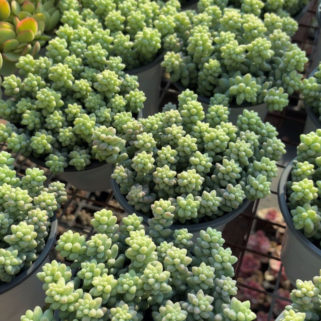 玉坠多肉11㎝盆特价