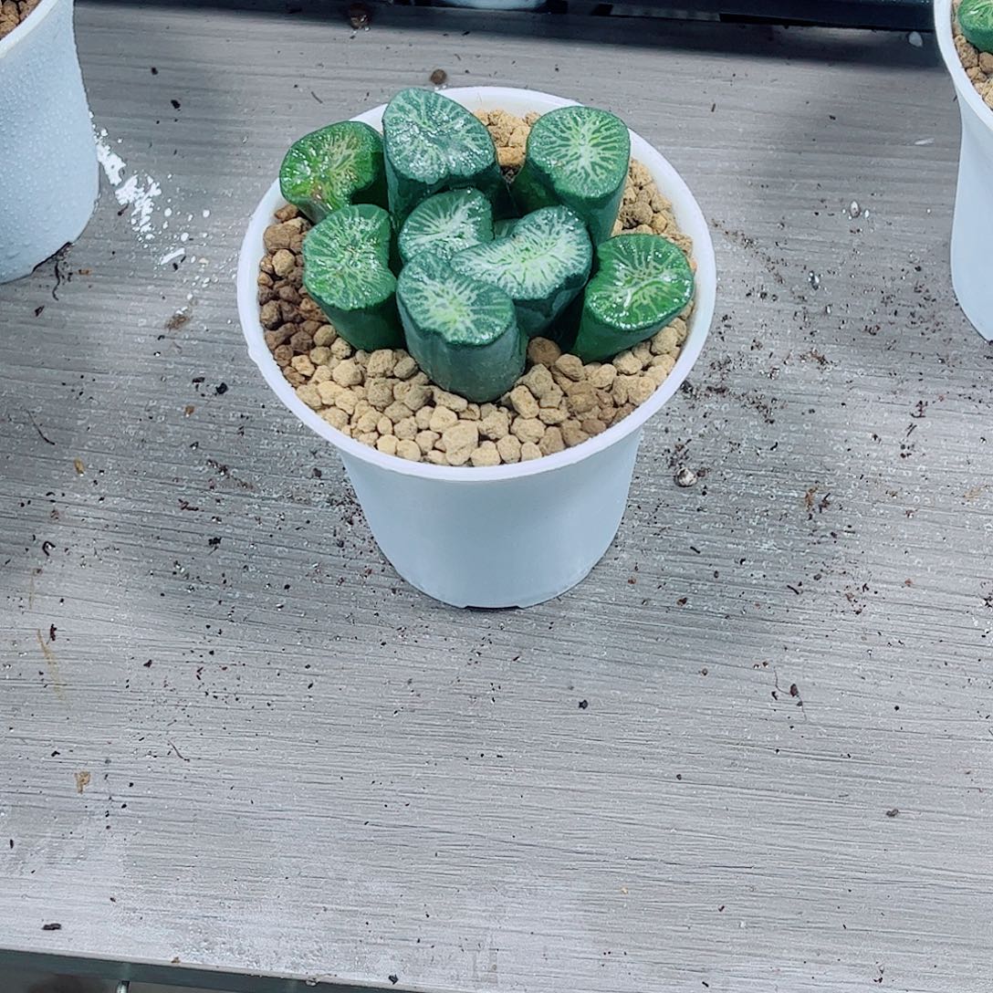 翡翠龙玉露一勿一拍