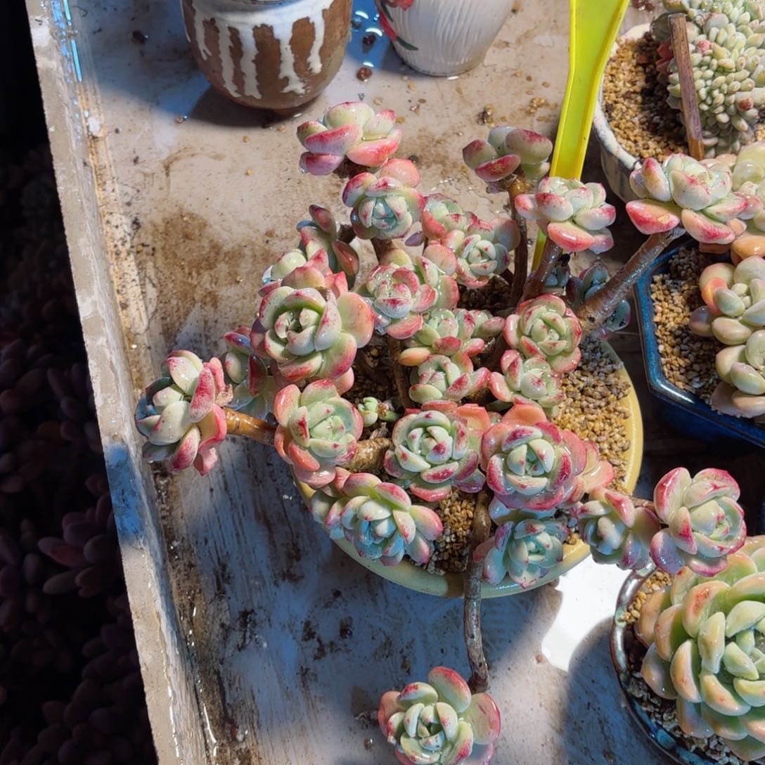 开*猫香草28-102。      