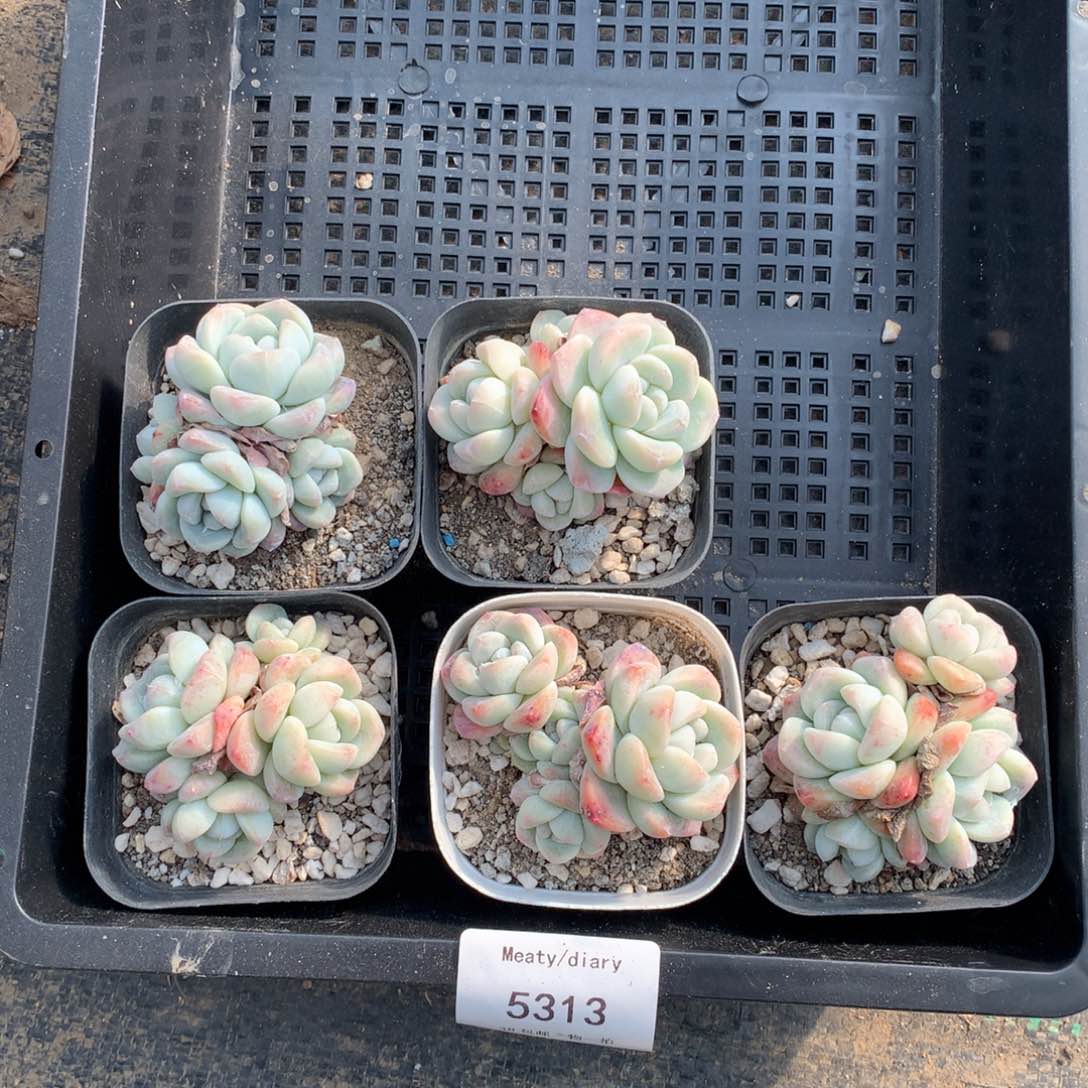 5313冰玉4头5到6厘米5颗一组脱土发