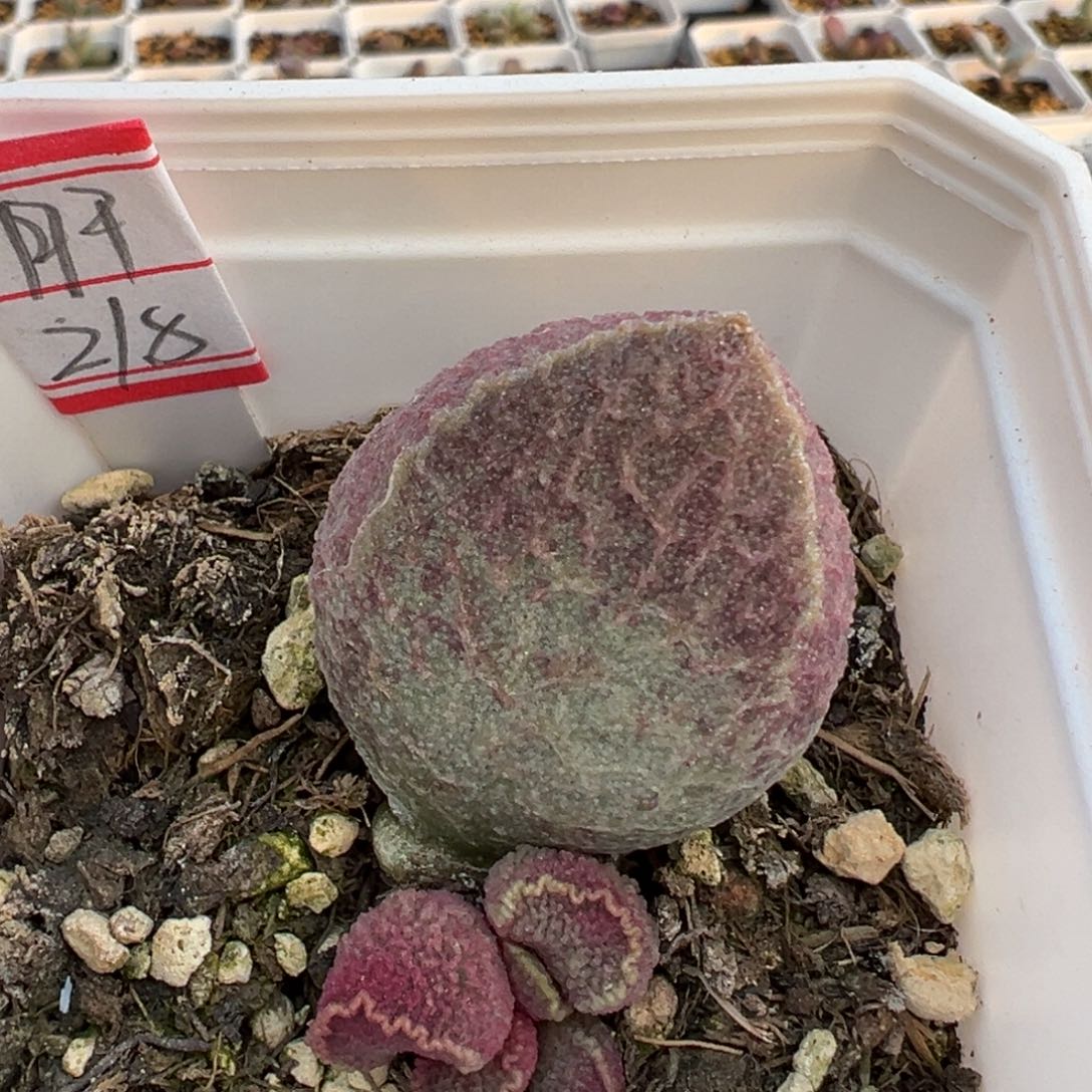 猪肝多肉植物水泡