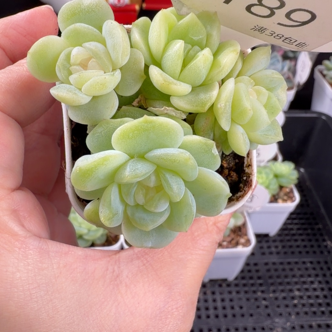 逍遥四头群189号一颗