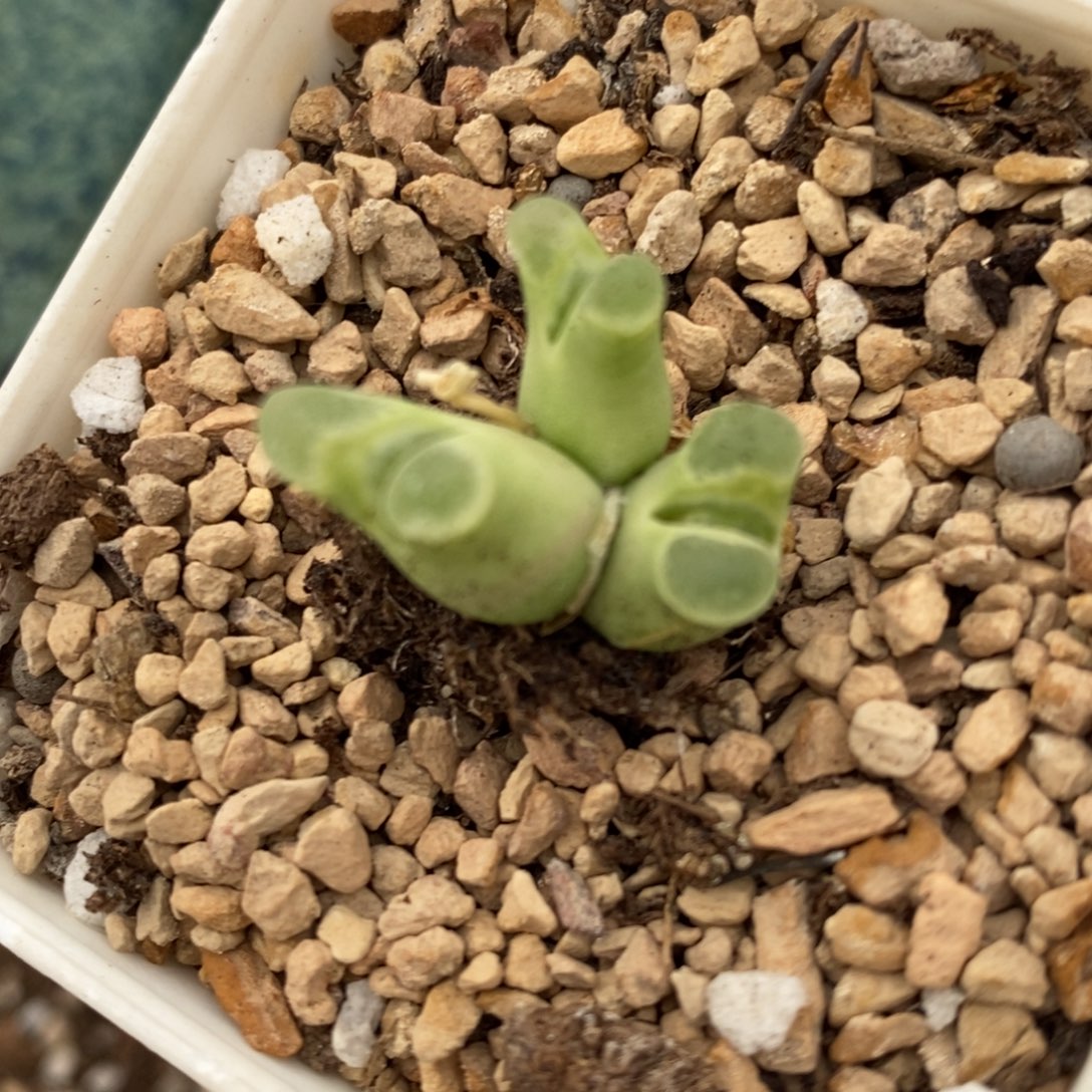 581超级奶瓶风铃一群。   