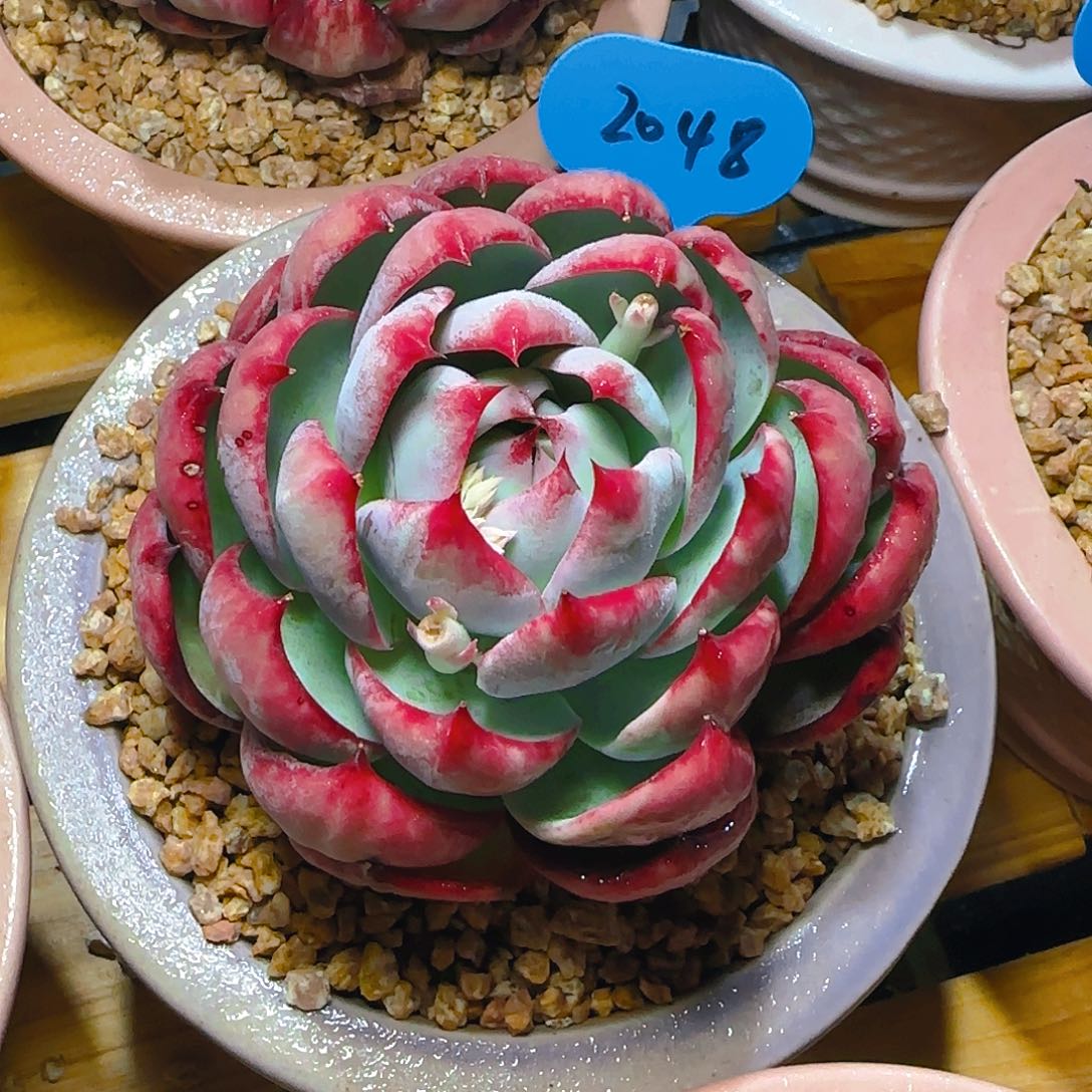 惊鸿仙子一物一拍2048号