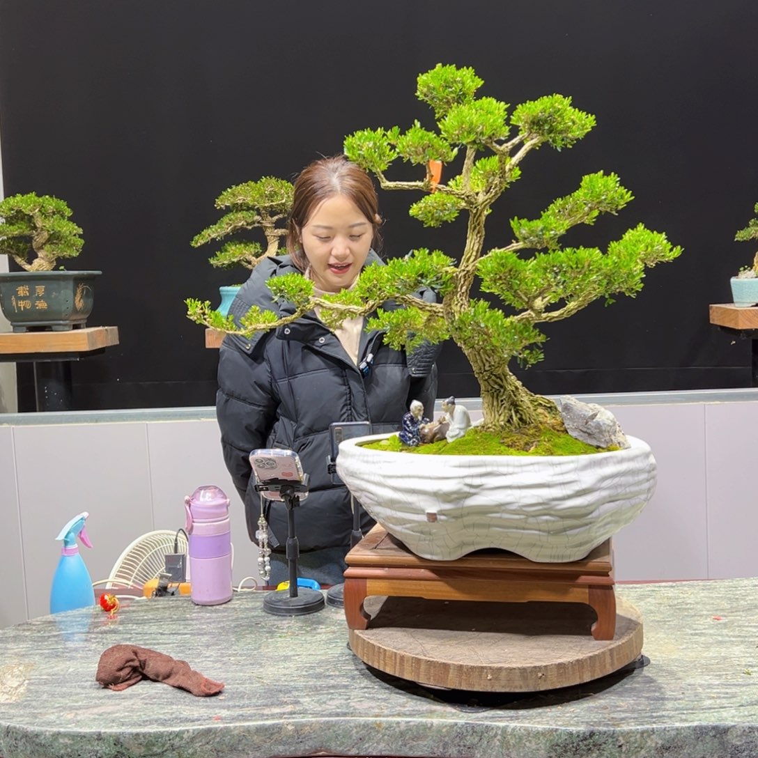 绿植黄杨盆景盆景