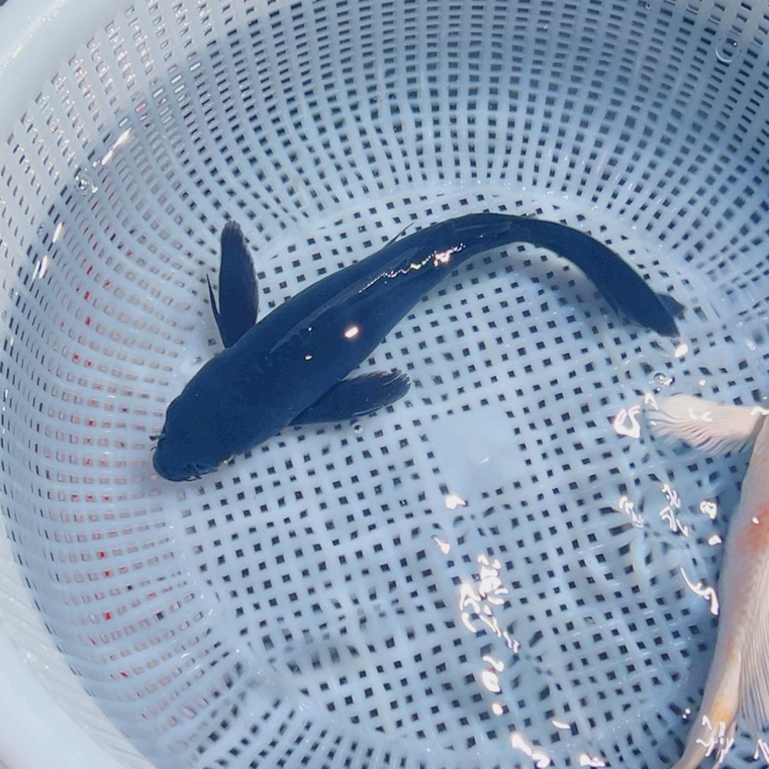 锦鲤锦鲤观赏鱼8888