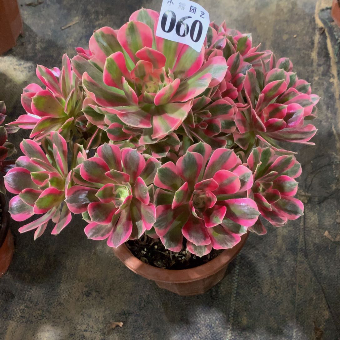 0*.多肉植物060女郎8888888