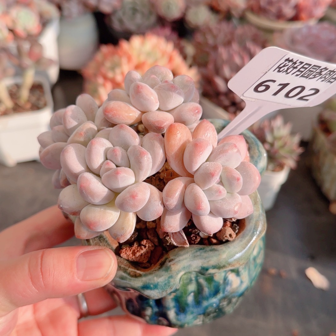 盛*多肉6102..不带盆