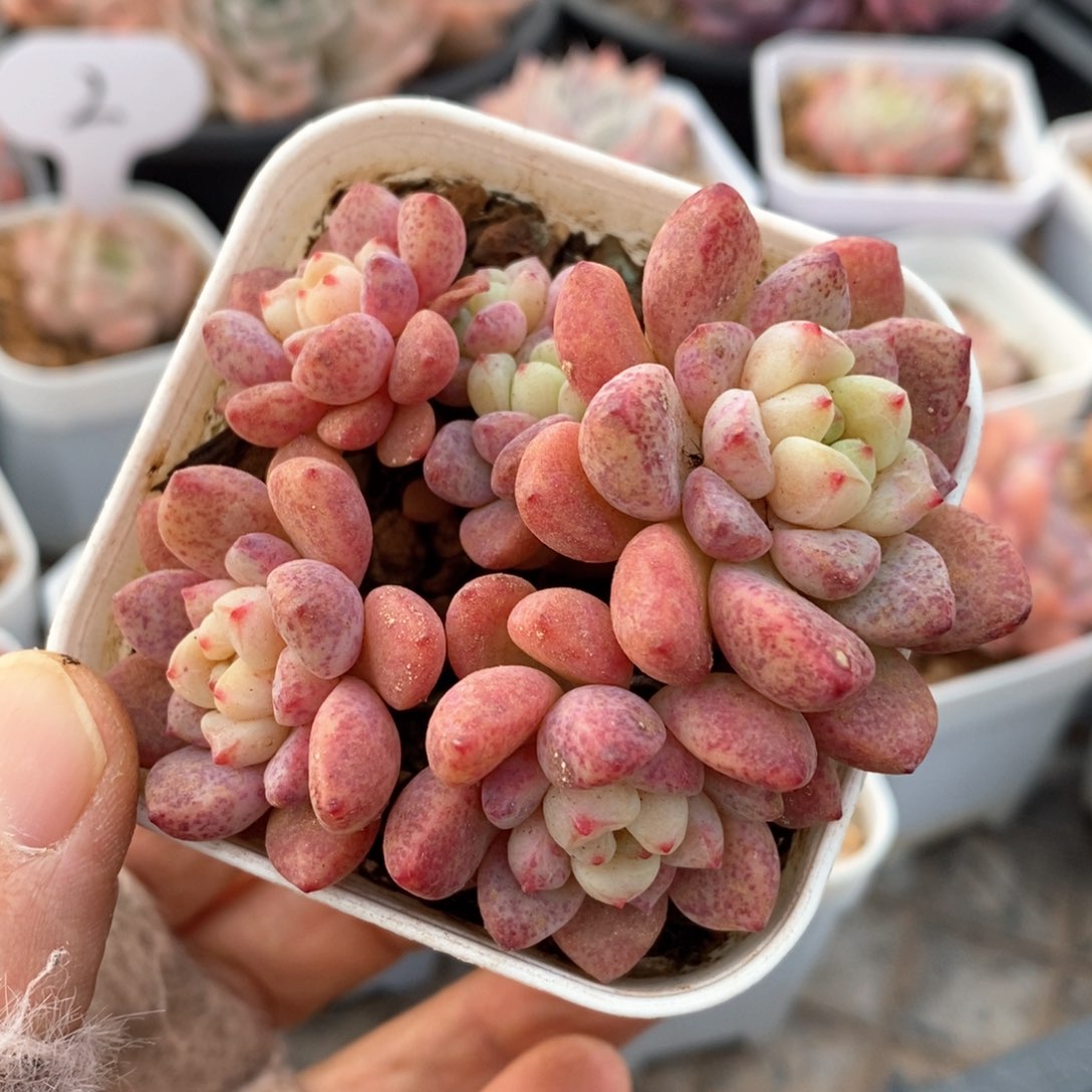 精品多肉一物一拍58