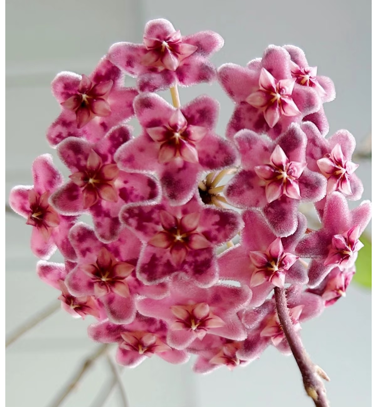 ［青巷里］卡诺萨球兰阳台爬藤开花好养花墙室内绿植