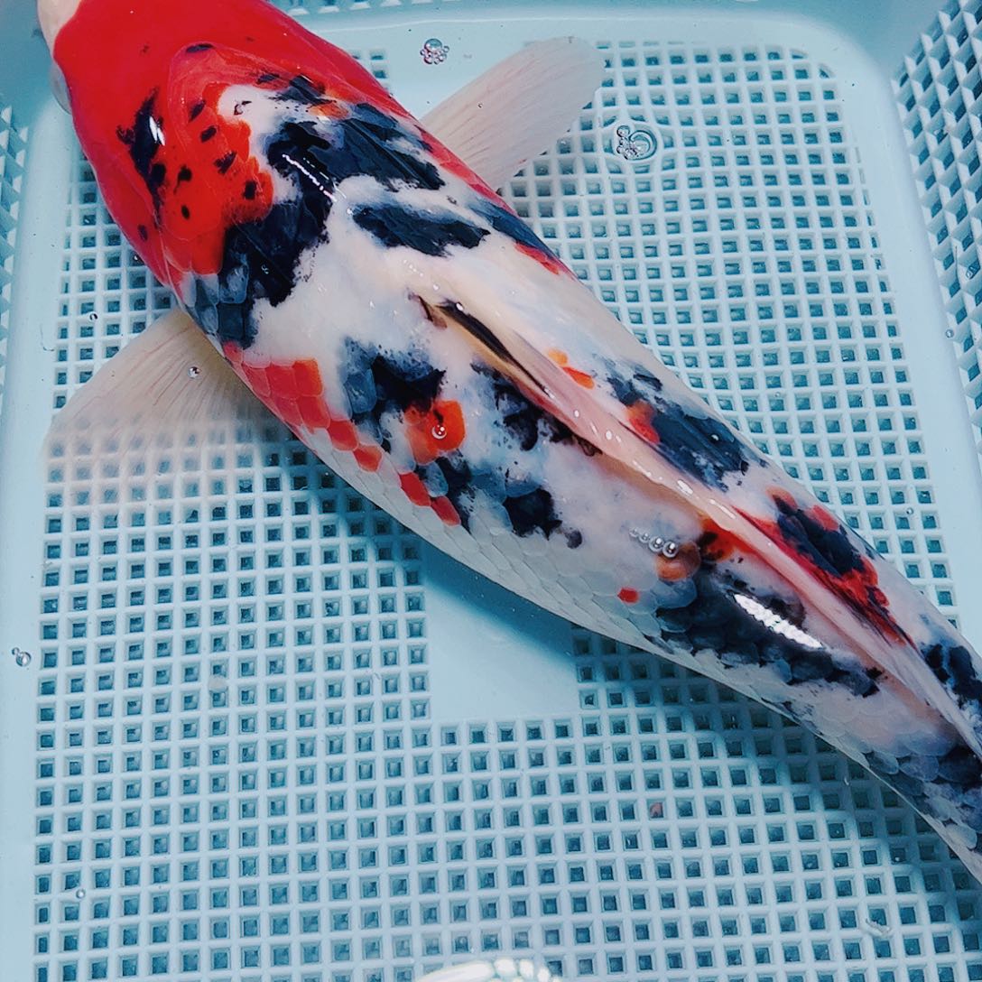 海水鱼锦鲤观赏鱼162