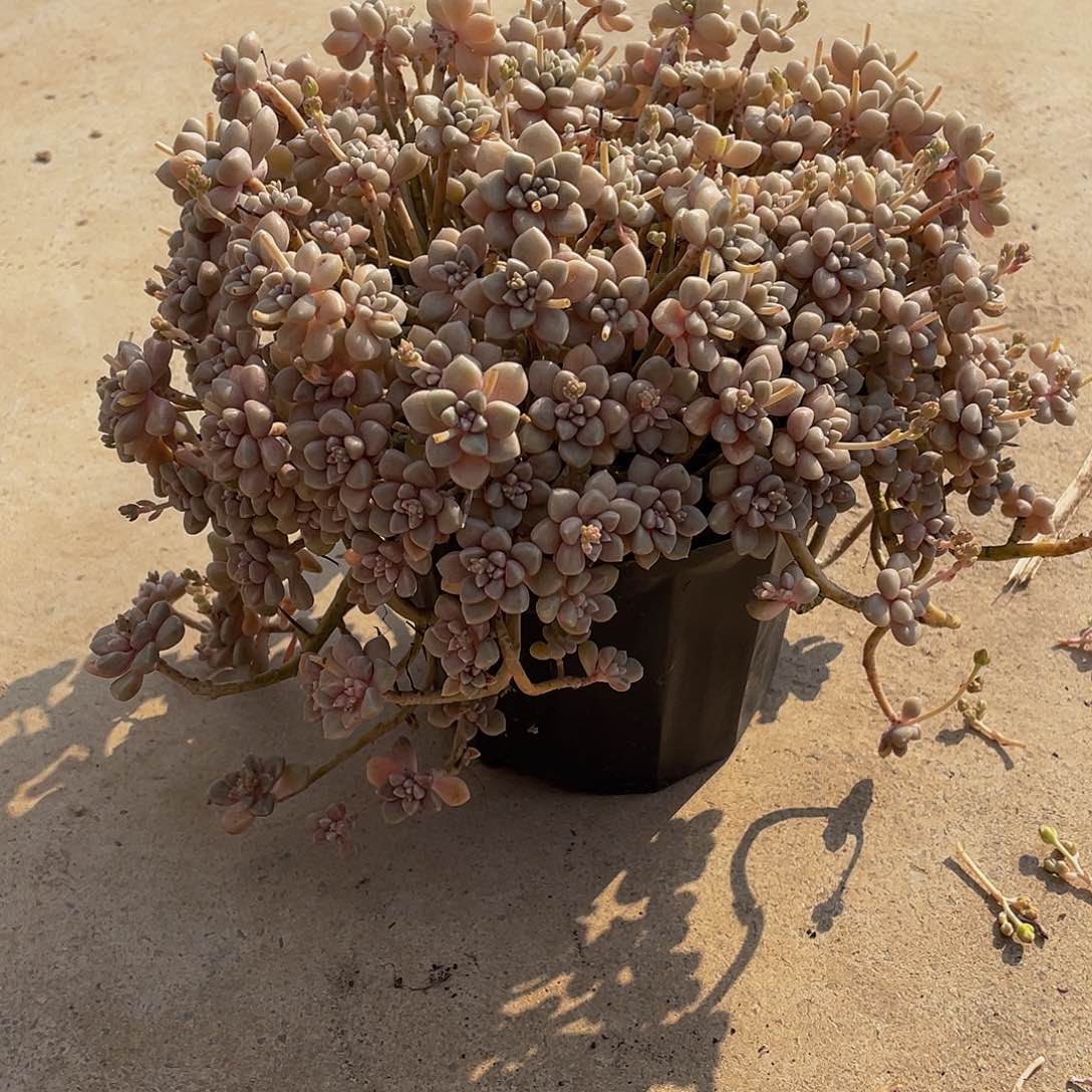 姬秋丽多肉植物2267