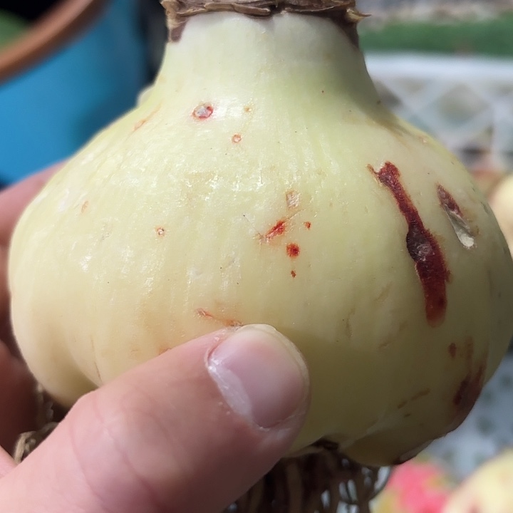 糖果仙女直径9.5+轻微擦伤进口球