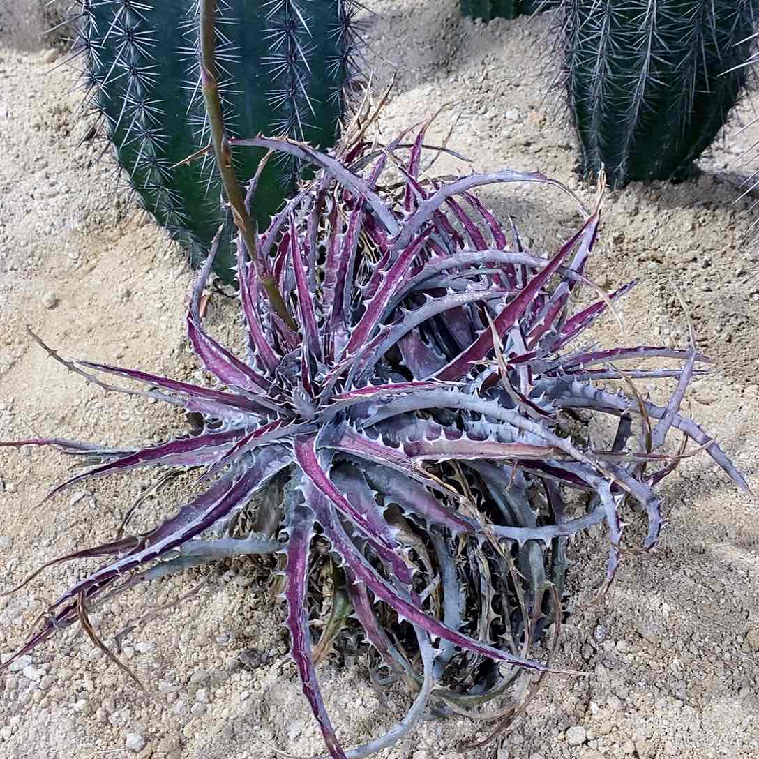 C****u00000000000000000000