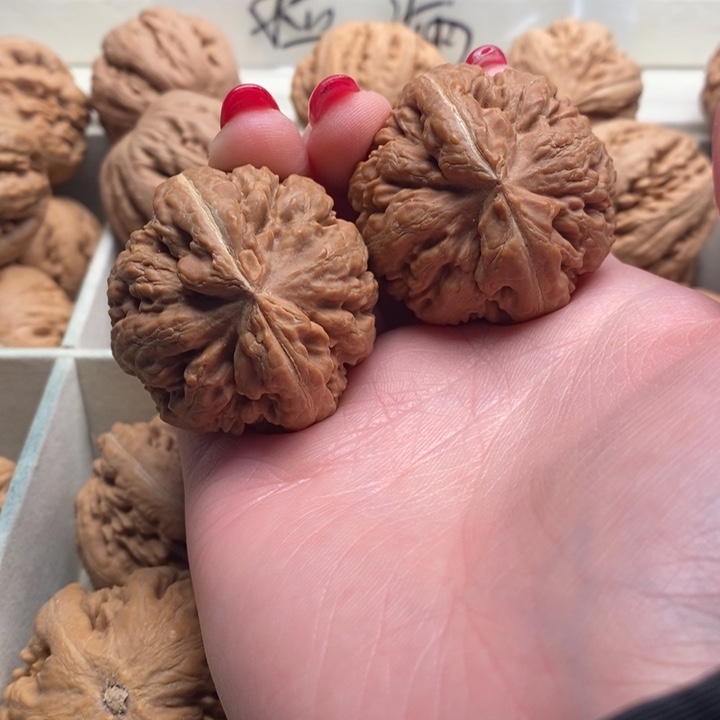 大***欣霸王龙全品无修一刀没动