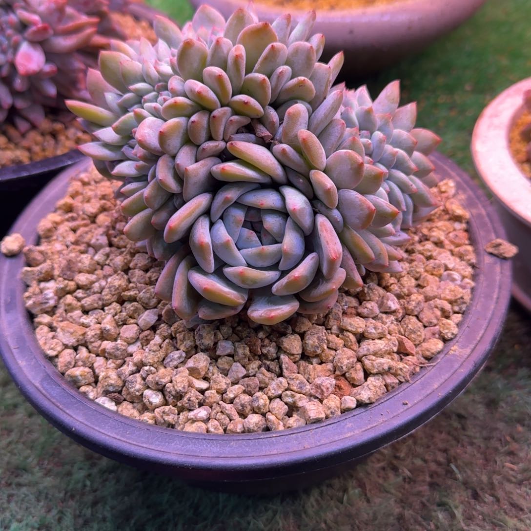 星影缀化无砍多肉