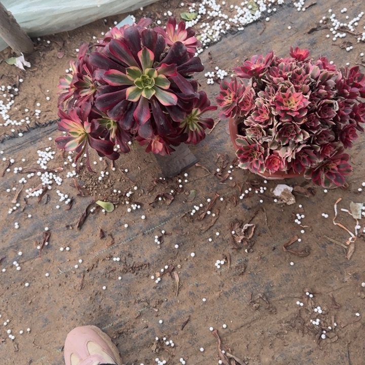 嘻***～一单包邮不包侧枝101