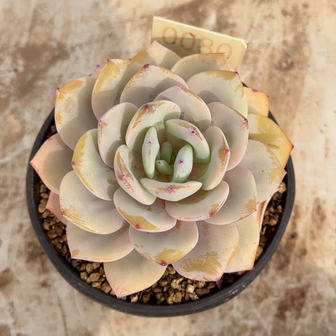 ****安0080。 肉➕盆一套多肉