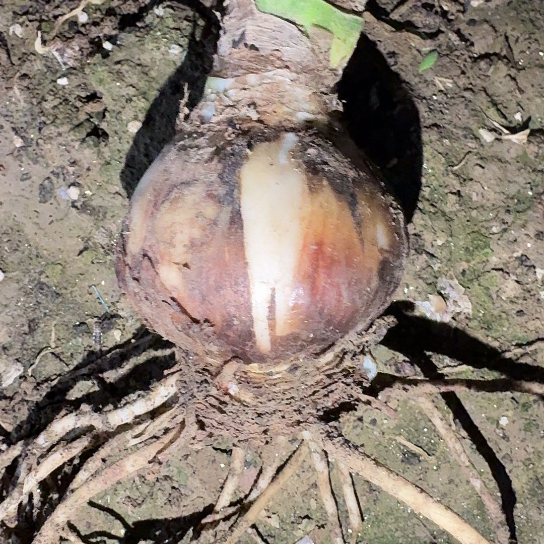 太阳神plus裸根7厘米一棵