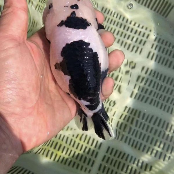 精品兰寿泰师金鱼观赏鱼