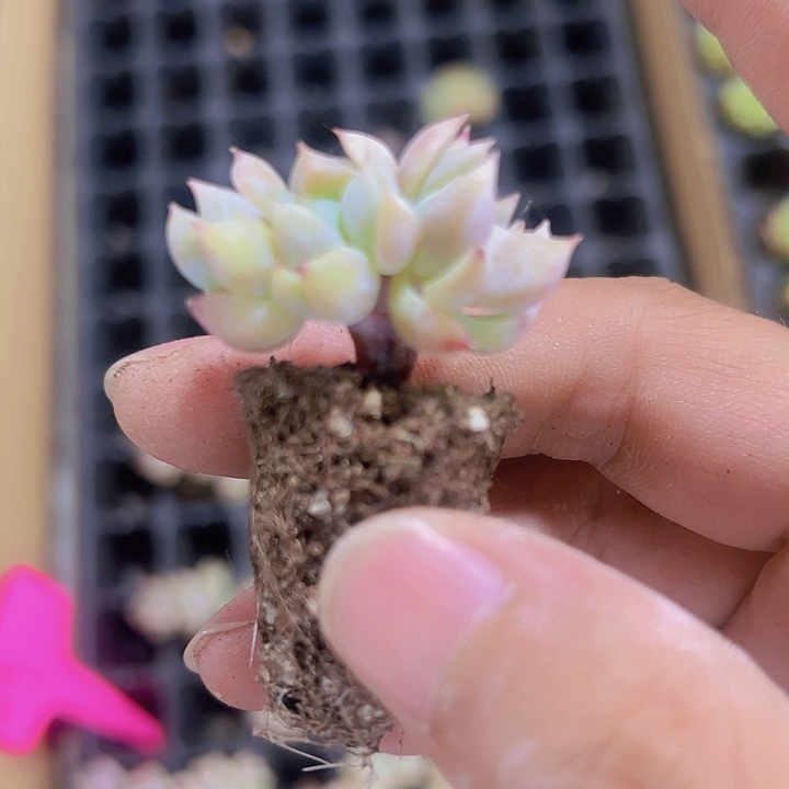 霜花精品多肉植物