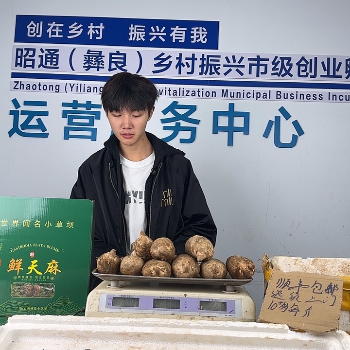 中国大陆小草坝天麻