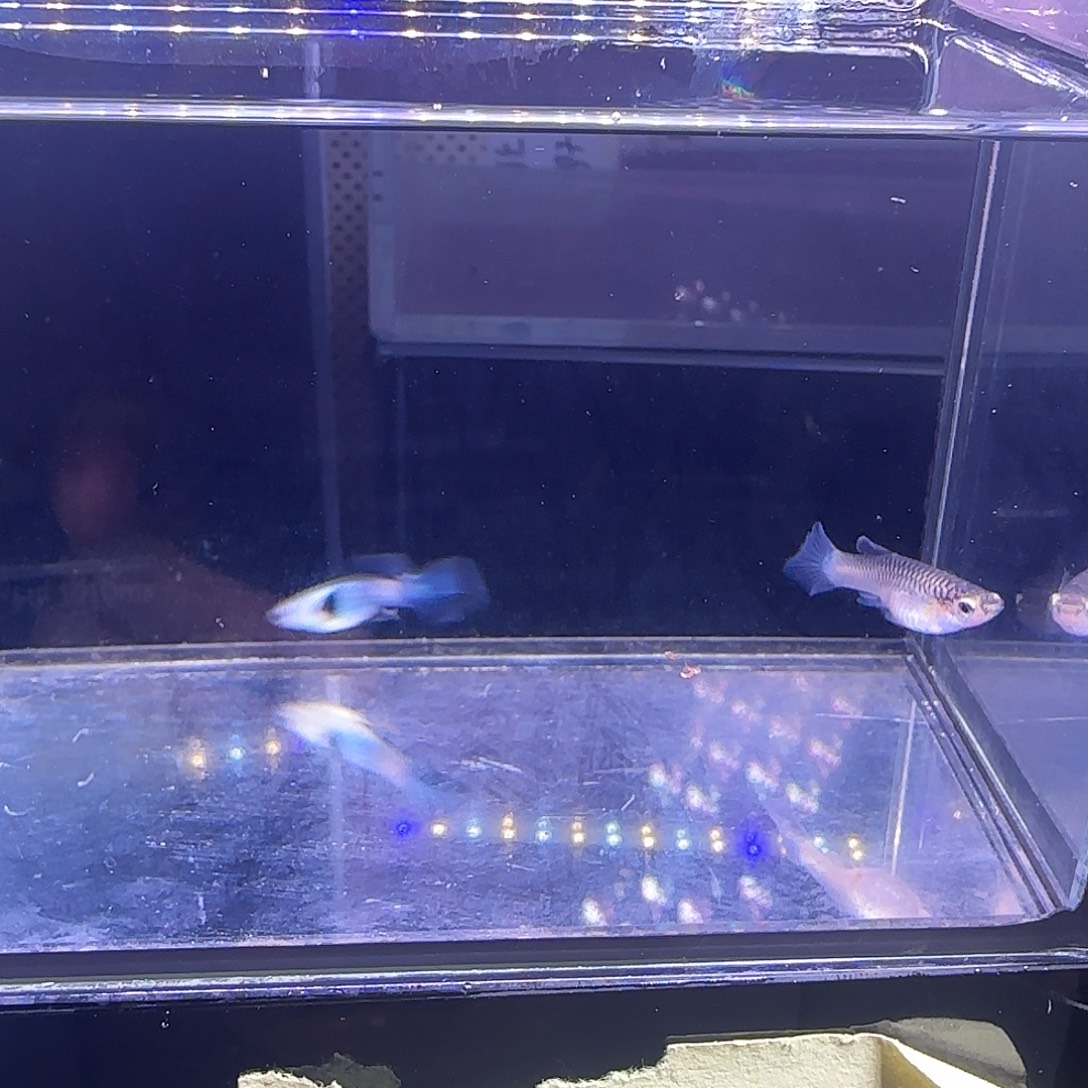 孔雀鱼大耳熊猫一对