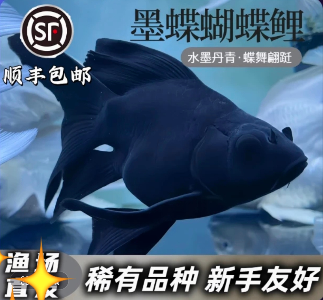 精选墨蝶黑色蝴蝶鲤 好养的冷水观赏鱼