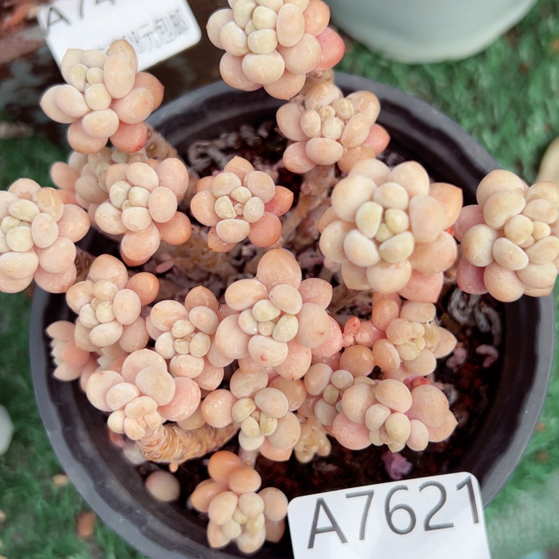 幸运的是我的朋友们