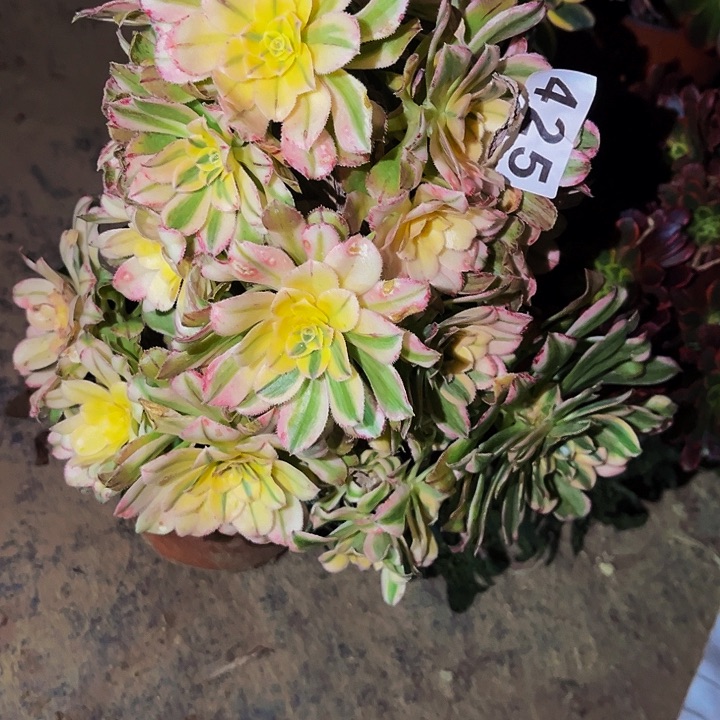 425艳日伞多肉植物处理不售后砍头丛林