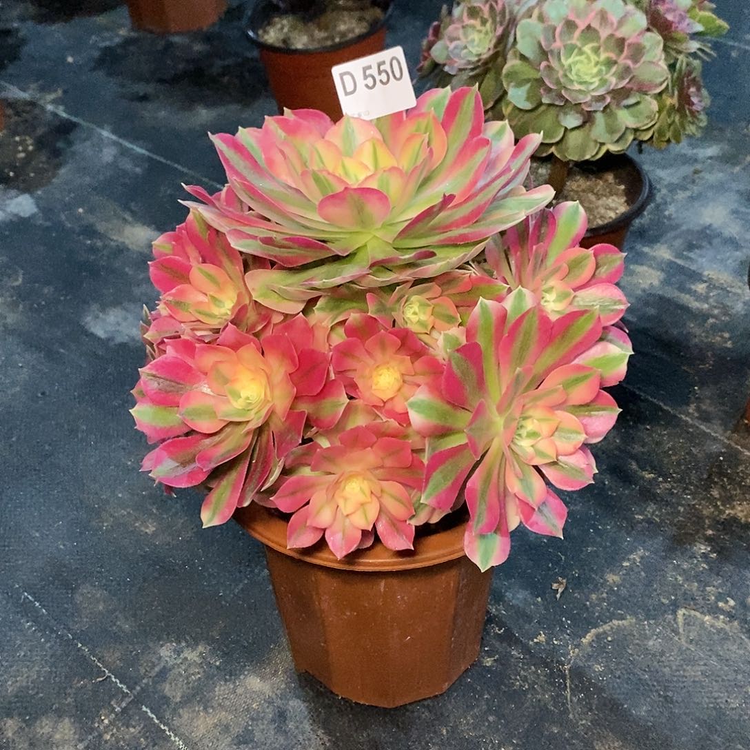 粉女巫550多肉11111