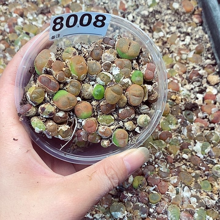 8008水蜜桃看看咯