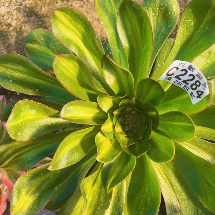 2284燕姿锦多肉植物中斑