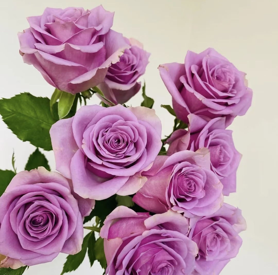 紫霞仙子玫瑰10支云南鲜花基地直发家用鲜花 两单包邮顺丰冷链