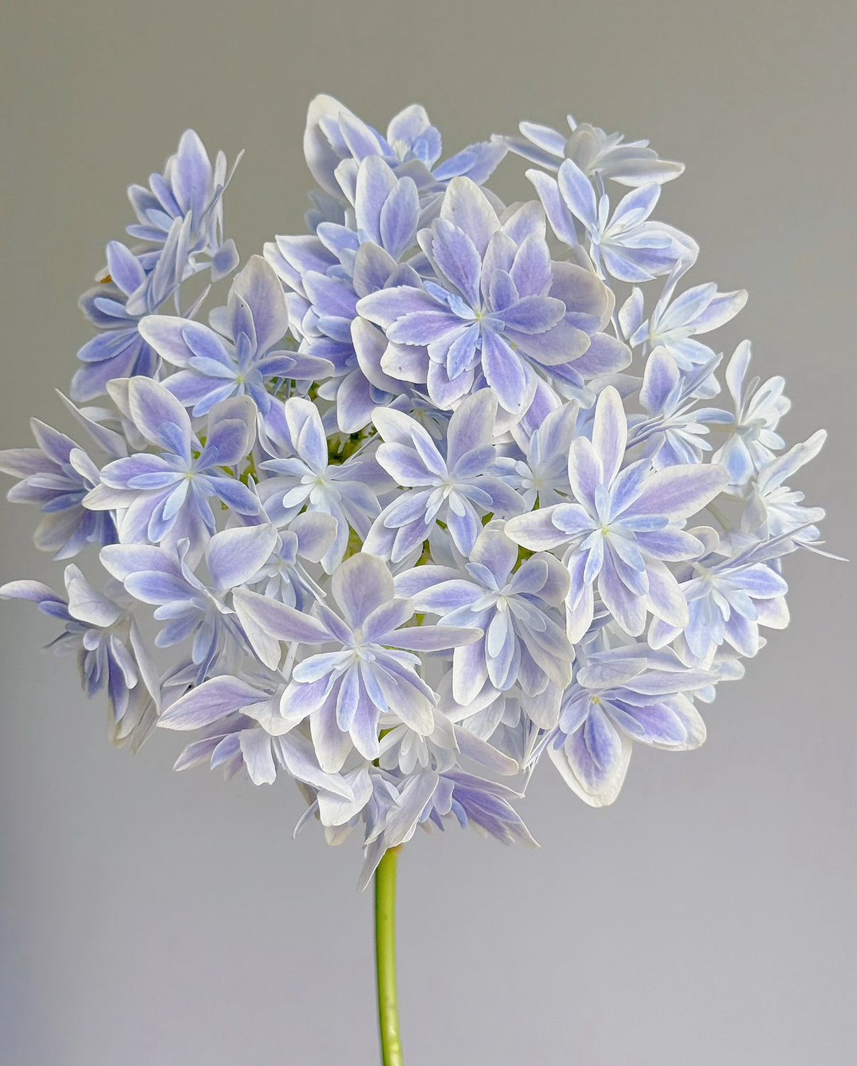 A级万华镜绣球（任意两单包邮，一单需要补运费）鲜花