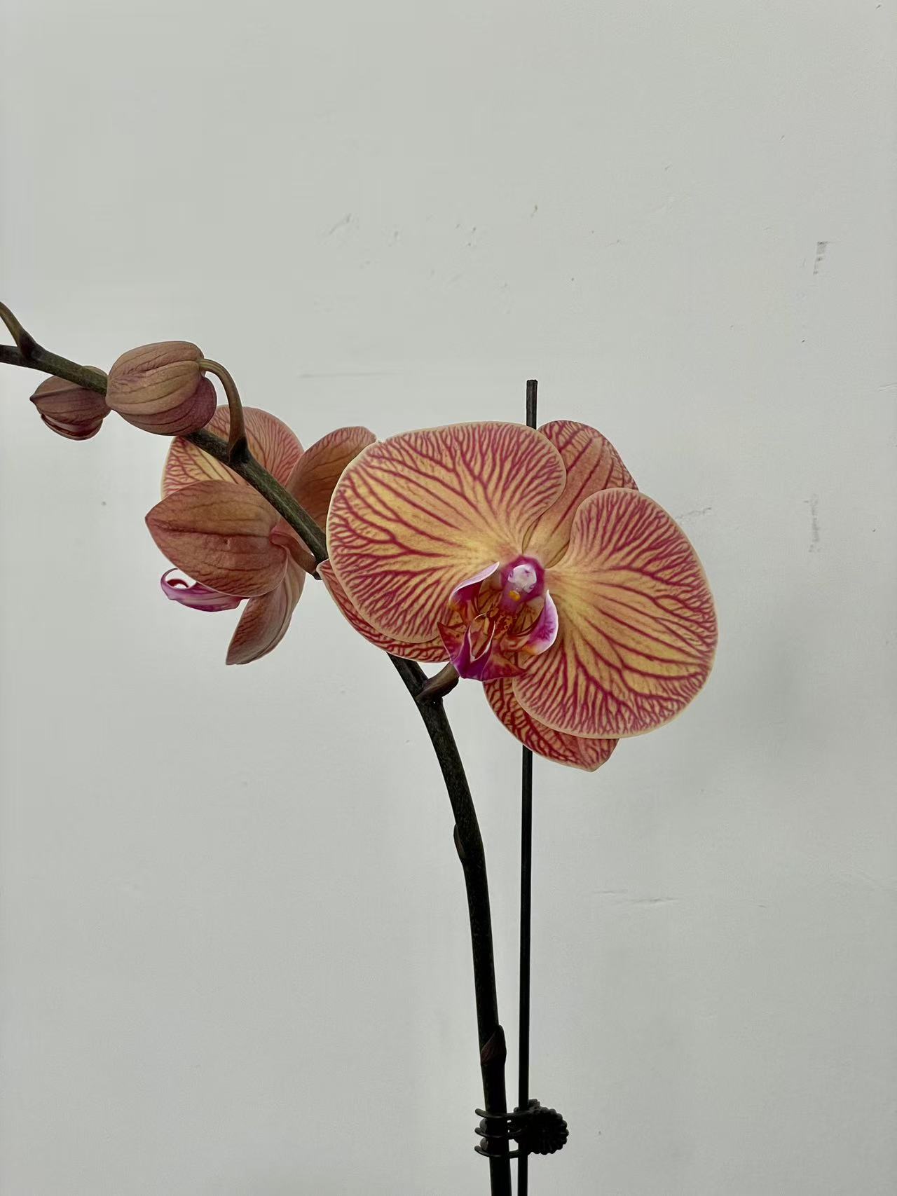 【砂糖橘】蝴蝶兰品种带花带花苞好养活的稀有花卉 