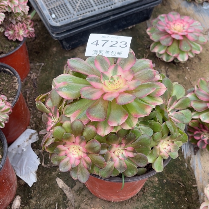 4723倾城的人多肉的