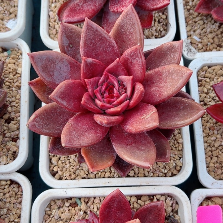 精品多肉植物老桩
