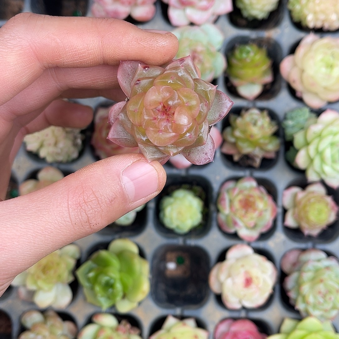 多肉杂交一物一拍1-143