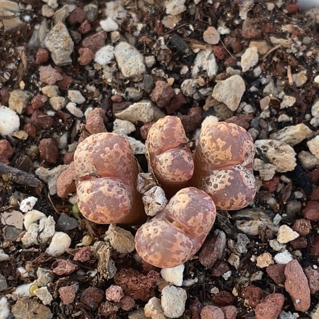 28-147勋章多肉植物