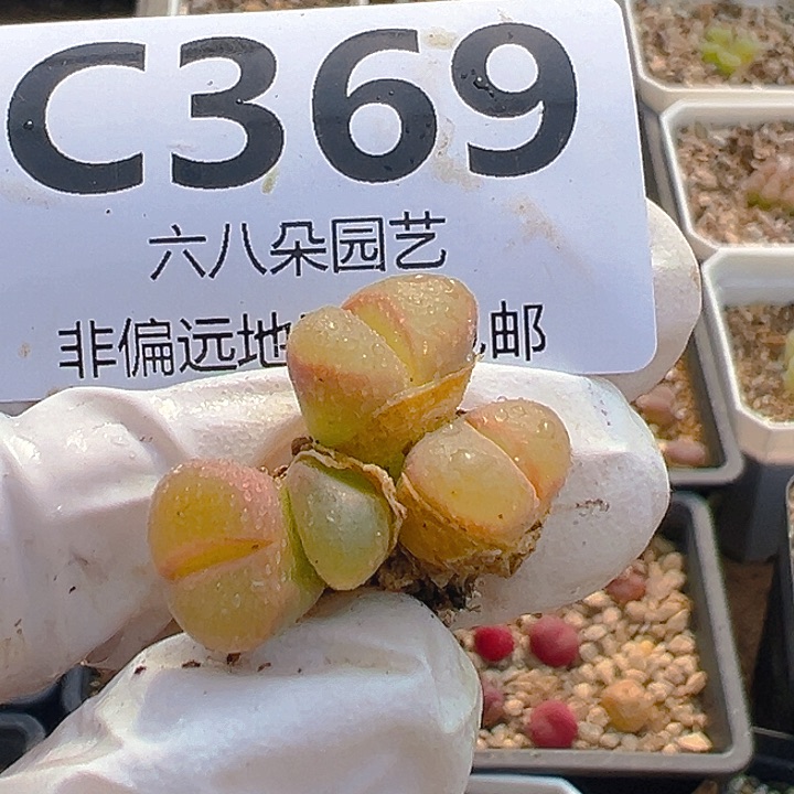 369号风铃1111111111