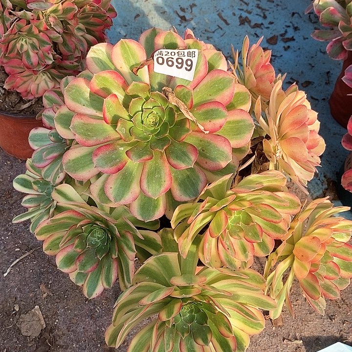 0699  一颗雨何发售（断指没有售后）