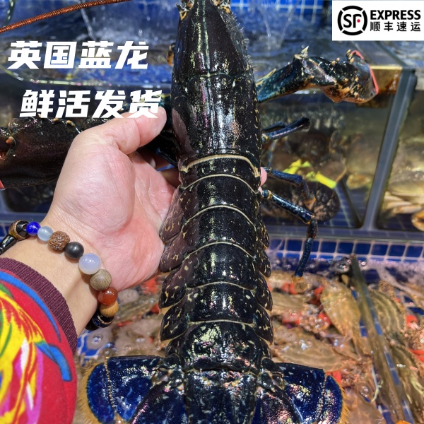 鲜活英国蓝龙野生进口布列塔尼蓝龙虾一物一称【直播间专用】