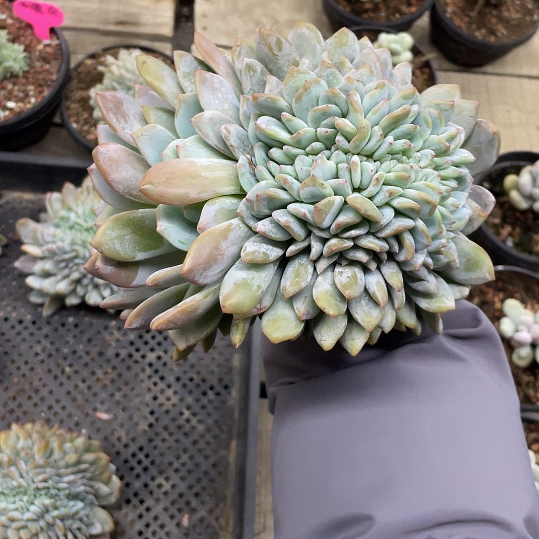 实生星影缀化树。   