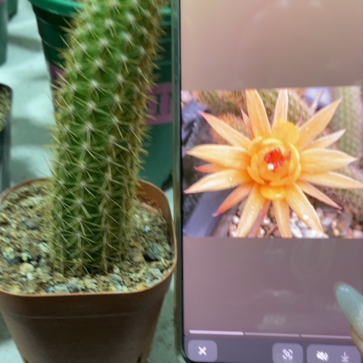 仙人球橙仙子单个自根