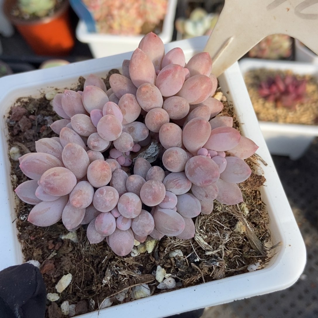 1076婴儿手指多肉植物保护