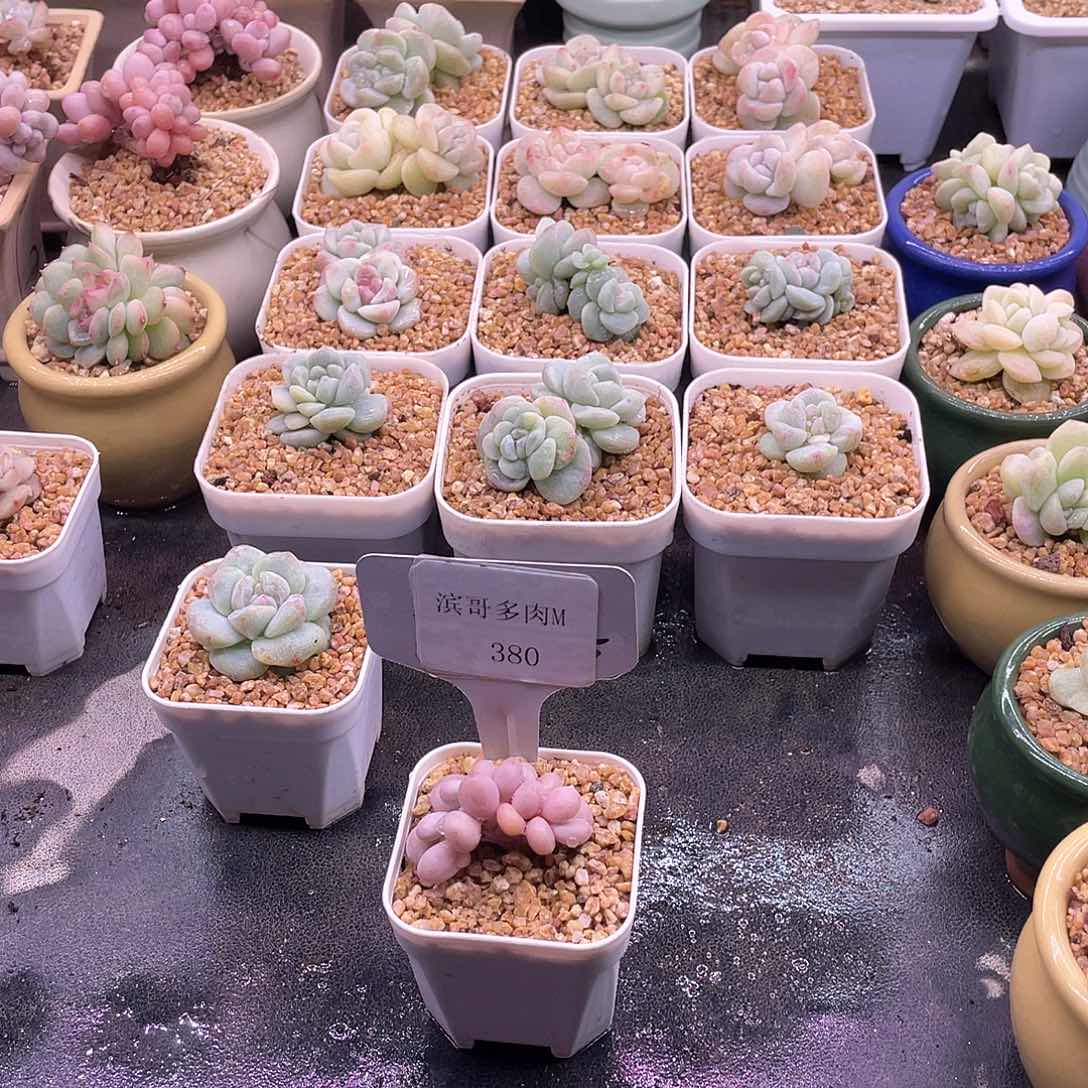 滨哥多肉M380桃蛋朵朵缀