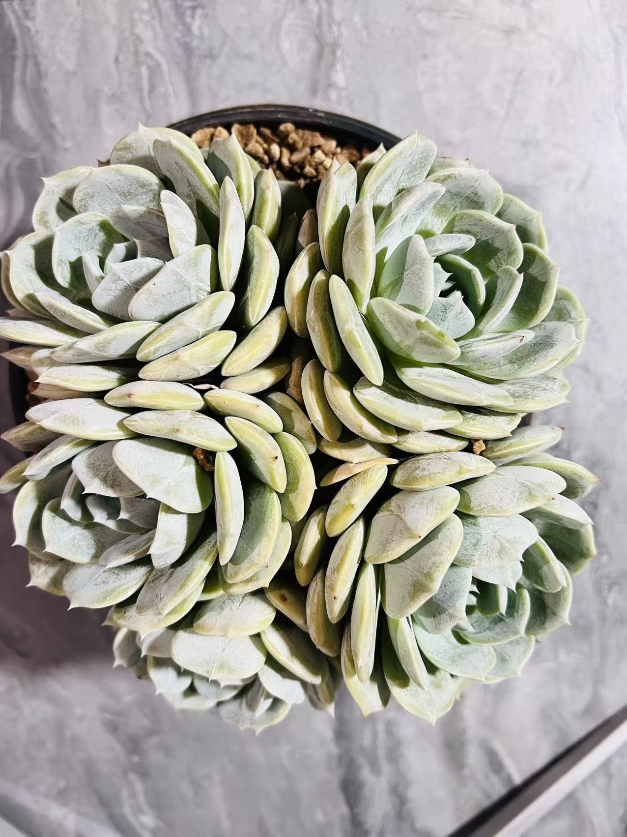 【1颗多头劳林】168多肉阳台露台植物栽种养护  脱土发货