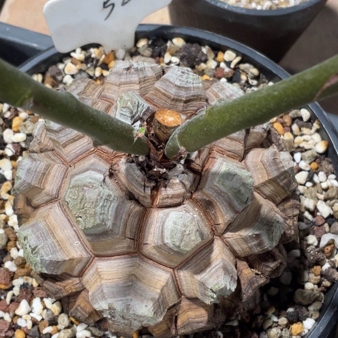 深裂，龟甲龙123456，带盆发