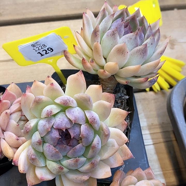 福利多多。1228129